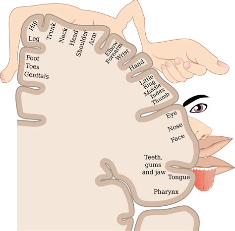 Homunculus System .
